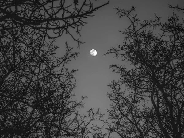 Таинственный Вид Луны Темном Небе Сквозь Голые Ветви Деревьев — стоковое фото