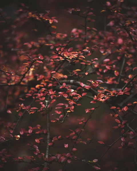 木々の上に美しい赤の葉のクローズアップ — ストック写真