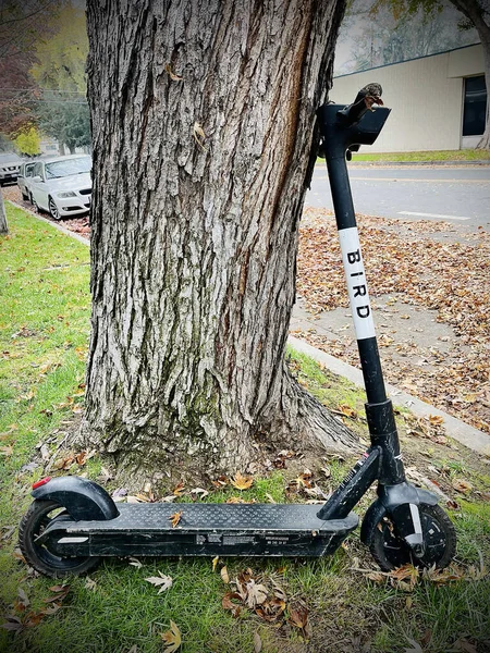 Sacramento United States Nov 2021 Bird Rental Scooter Leaning Tree — Foto Stock