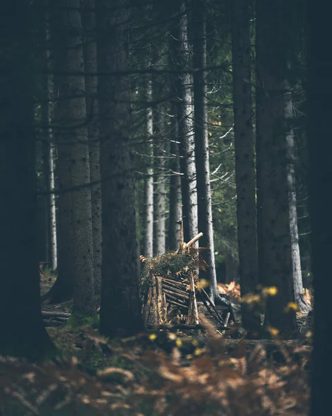 Ormandaki Bitkilerin Çimenlerin Ağaçların Güzel Manzarası — Stok fotoğraf