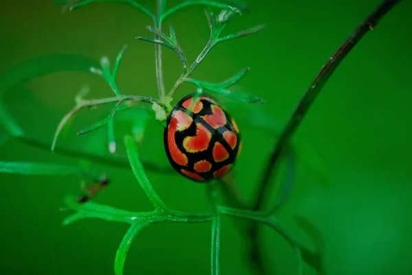 在植物上一张背景模糊的瓢虫特写照片 — 图库照片