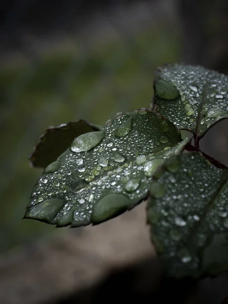 Plan Vertical Feuilles Vertes Humides Une Plante — Photo