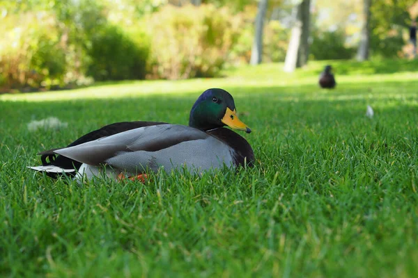 Male Mallard Duck Grass Park — 图库照片