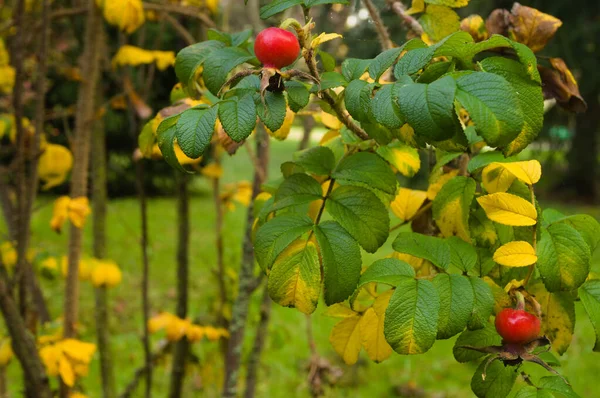 Les Baies Roses Sauvages Dans Forêt — Photo