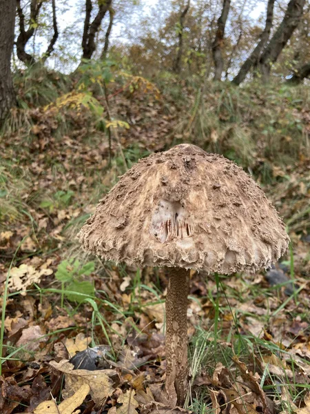 Disparo Vertical Hongo Creciendo Bosque — Foto de Stock