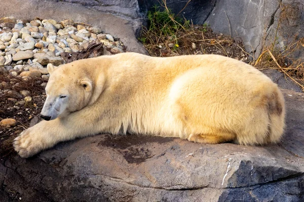 Widok Pięknego Niedźwiedzia Polarnego Jego Siedlisku — Zdjęcie stockowe