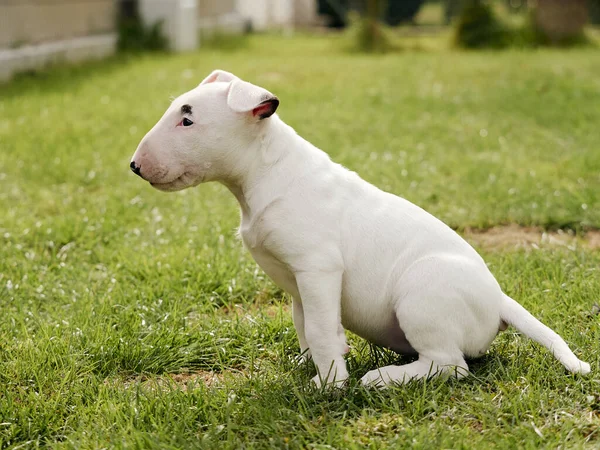 Ένα Επιλεκτικό Πλάνο Εστίασης Ενός Αξιολάτρευτου Λευκού Σκύλου Bull Terrier — Φωτογραφία Αρχείου