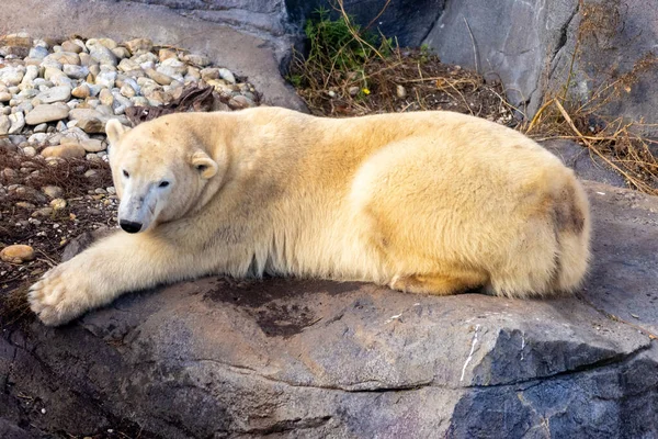 Una Vista Bellissimo Orso Polare Nel Suo Habitat — Foto Stock