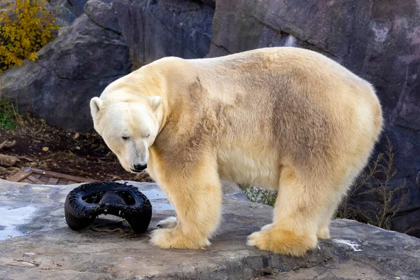 Una Vista Bellissimo Orso Polare Nel Suo Habitat — Foto Stock