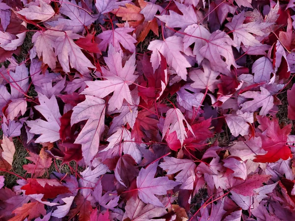 지상에 분홍빛의 잎들을 — 스톡 사진