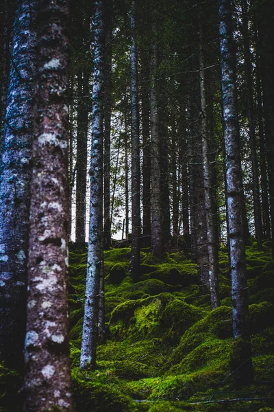 Ülkede Vasküler Olmayan Bitkilerle Dolu Bir Ormanda Uzun Ağaç Gövdelerinin — Stok fotoğraf