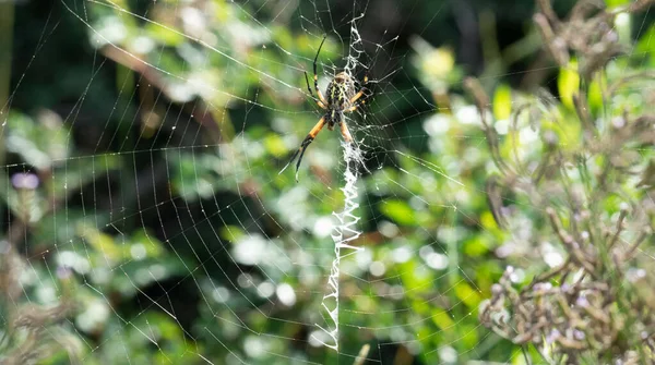 Closeup Yellow Garden Spider Cobweb Argiope Aurantia — 图库照片