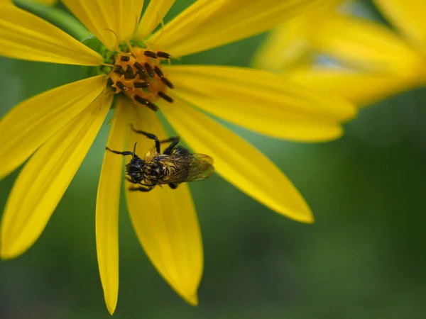 Una Macro Toma Una Abeja Sobre Una Flor Amarilla — Foto de Stock