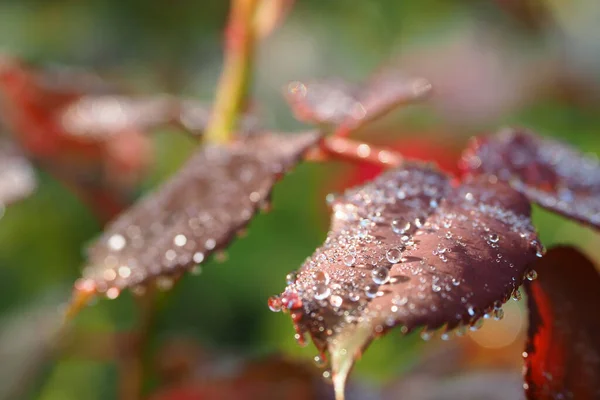 Selective Focus Shot Autumn Colored Leaves Covered Dew — 图库照片