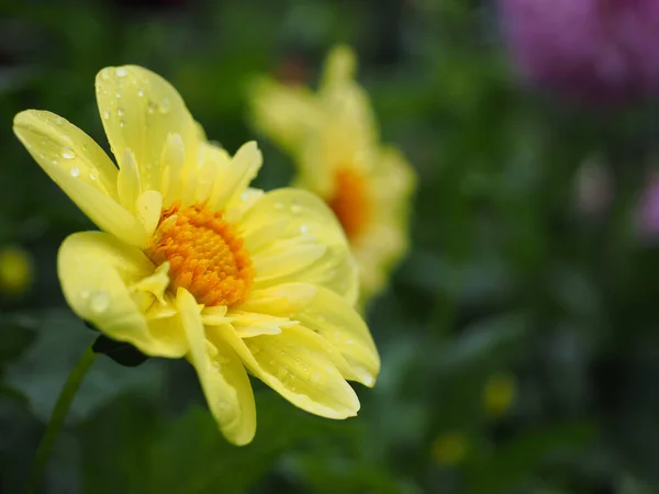 Closeup Shot Blooming Yellow Flower Dewdrops Petals — Fotografia de Stock