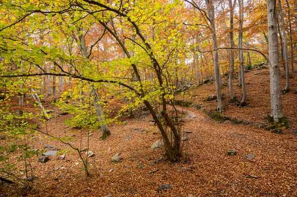 Ένα Όμορφο Δάσος Πολύχρωμα Δέντρα Και Πεσμένα Ξηρά Φύλλα Στο — Φωτογραφία Αρχείου