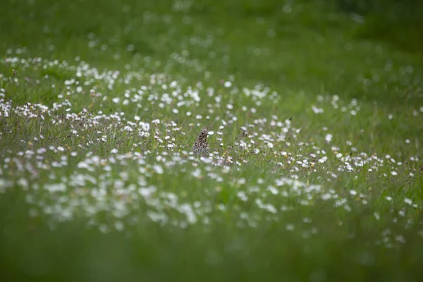 Beyaz Kır Çiçekleriyle Dolu Bir Tarlanın Ortasında Seçici Bir Kuş — Stok fotoğraf