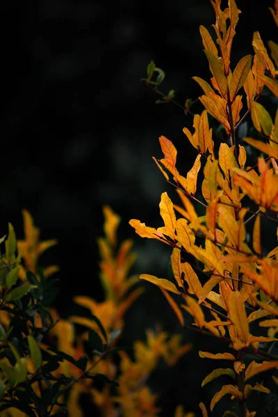 Ein Vertikaler Schuss Gelber Granatapfelblätter — Stockfoto