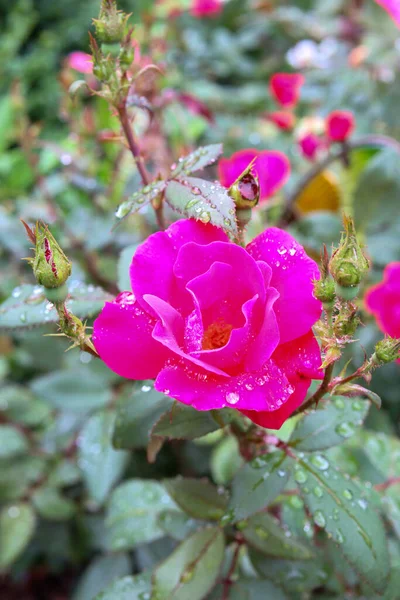 Ένα Κάθετο Πλάνο Ενός Ρόδινου Ροζ Τριαντάφυλλου — Φωτογραφία Αρχείου