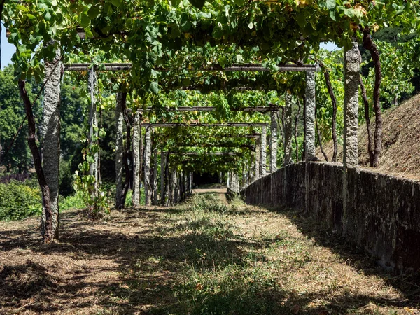 Closeup Shot Vineyard Soutomaior Galicia — Fotografia de Stock