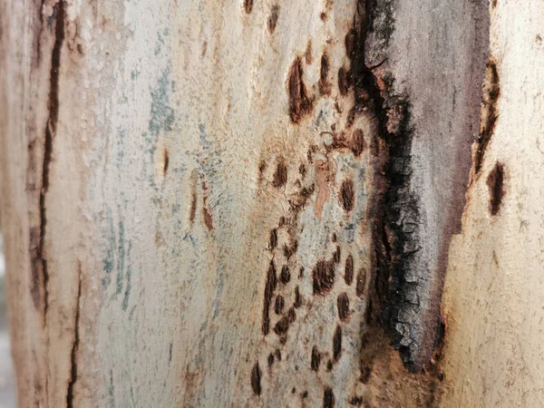 Closeup Old Abstract Tree Trunk Wood Texture — Stockfoto