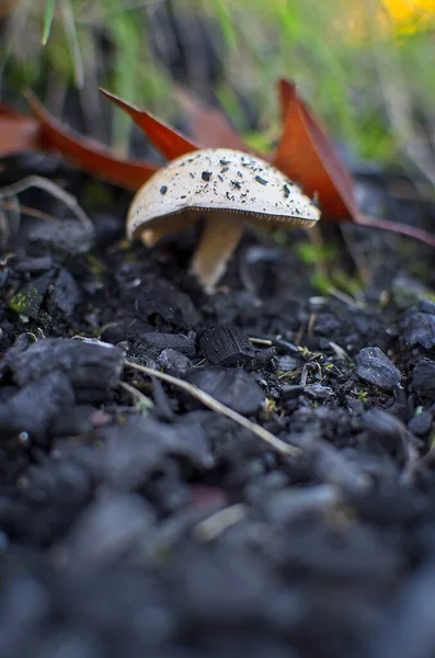 전경을 재위의 버섯을 클로즈업 자연의 아름다움 — 스톡 사진
