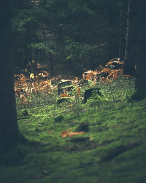 Krásná Scenérie Rostlin Trávy Kácených Stromů Lese — Stock fotografie