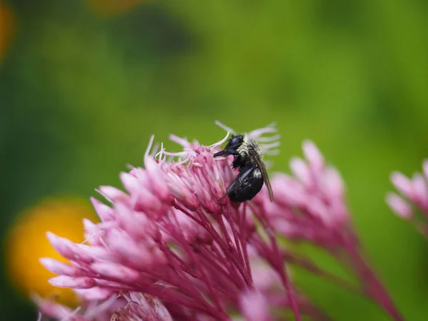 Макро Снимок Пчелы Розовом Цветке — стоковое фото