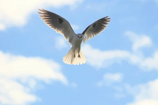 Dove Flying Sunny Sky — Stock Photo, Image