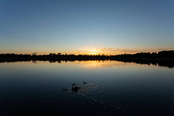 Pemandangan Indah Dari Berenang Bebek Dengan Bebeknya Danau Saat Matahari — Stok Foto