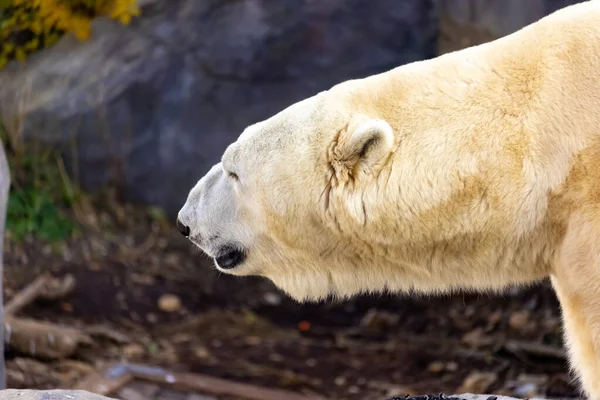 一只美丽的北极熊在它的栖息地 — 图库照片