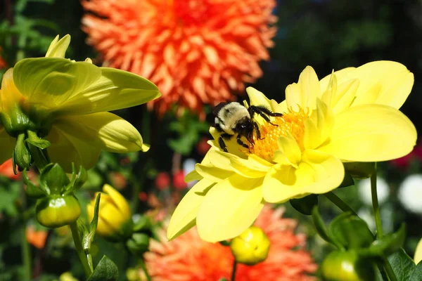 Een Macro Shot Van Een Bee Verzamelend Stuifmeel Een Gele — Stockfoto