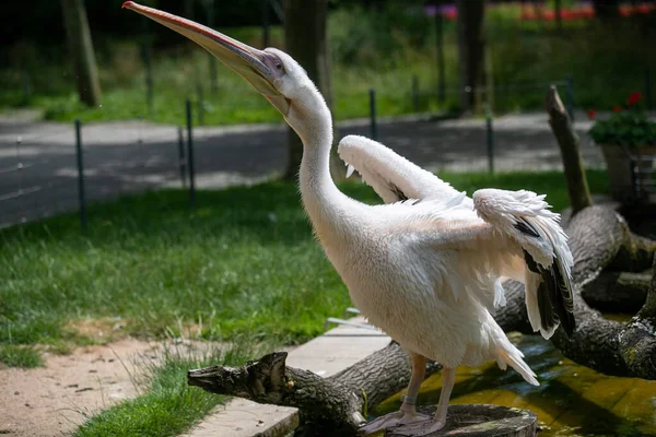 Zbliżenie Ujęcia Słodkiego Pelikana Ptaka Pobliżu Stawu Zoo — Zdjęcie stockowe