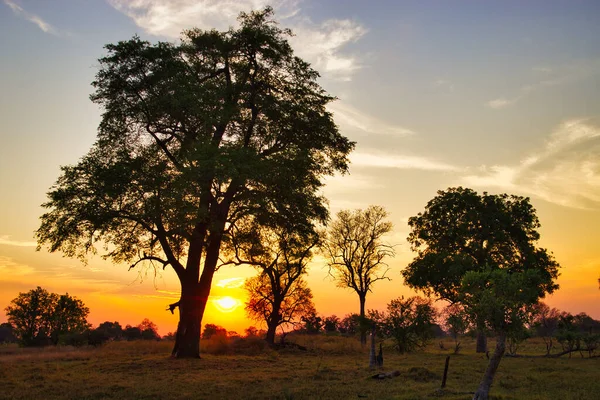 Beautiful Shot Green Trees Colorful Cloudy Sky Sunset Okavango Delta — Stock Photo, Image