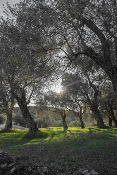 Gli Ulivi Fiorenti Una Campagna — Foto Stock