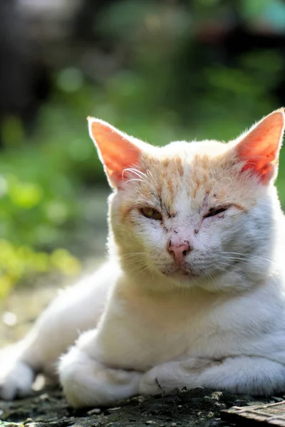 Vertikální Záběr Roztomilé Bílé Kočky Odpočívající Poli — Stock fotografie