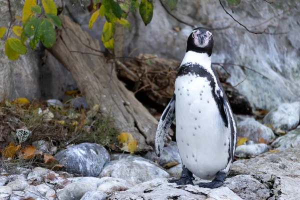 Een Blik Een Schattige Humboldt Pinguïn Zijn Habitat — Stockfoto