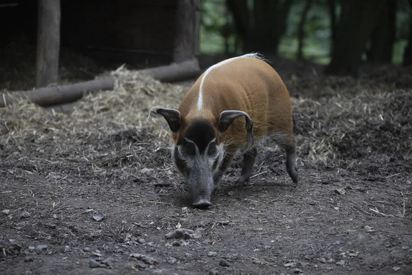 Red River Sertés Keres Objektum Talajban Fák Homályos Háttérrel Howletts — Stock Fotó