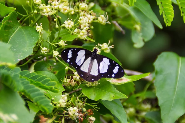 Close Shot Beautiful Black White Butterfly Small Flowers Sunlight — Fotografia de Stock