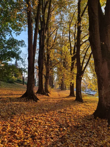 Землю Упали Яркие Осенние Листья — стоковое фото