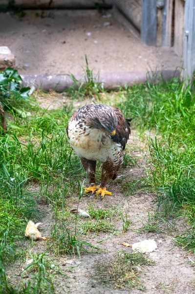 Closeup Shot Wild Falcon Standing Ground Green Grass — Stock Photo, Image