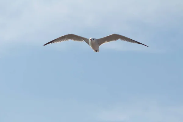 Close Shot Flying Seagull Cloudy Skies Valencia — Fotografia de Stock