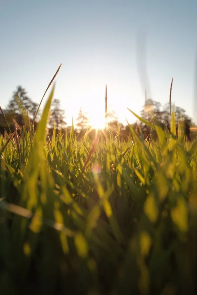Piękny Zachód Słońca Widok Zielonej Trawy Wiosnę — Zdjęcie stockowe