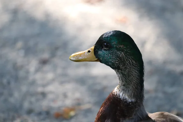 Primer Plano Hermoso Pato Sobre Fondo Borroso —  Fotos de Stock