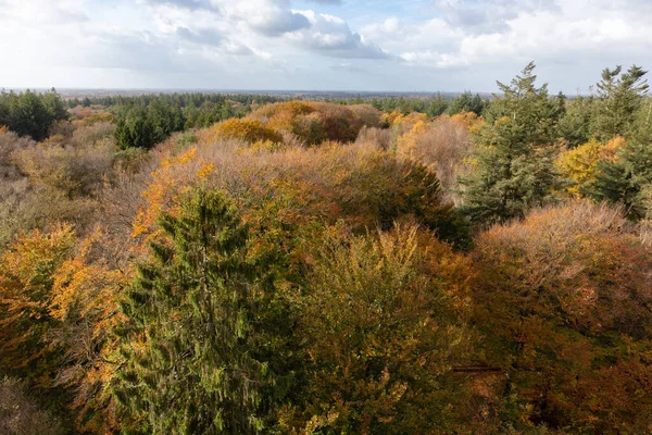 Zdjęcie Lotnicze Lasu Barwnymi Drzewami Jesienią — Zdjęcie stockowe