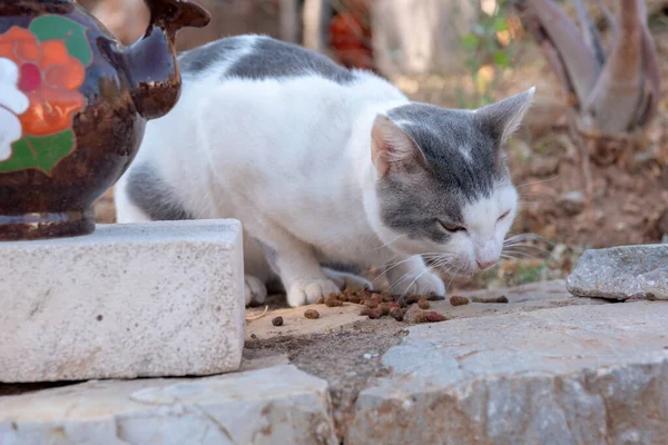 ギリシャのクレタ島の通りで食べる猫 — ストック写真