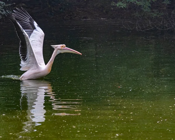 Fierce Pink Pelican Getting Ready Fly Green Lake — Fotografia de Stock