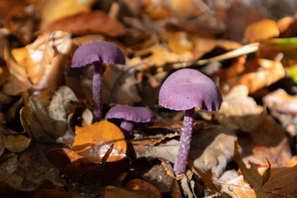 乾燥した葉に囲まれた小さな紫色のキノコのマクロショット — ストック写真