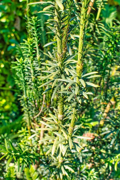 Een Close Shot Van Een Groene Naaldboom Genaamd Fastigiata Tuin — Stockfoto