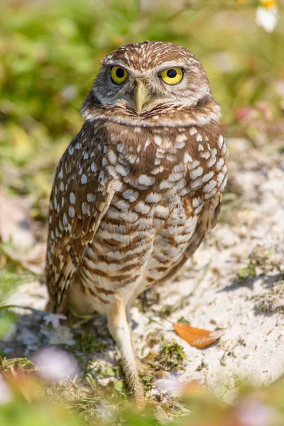 Schöne Aufnahme Eines Vogels Natürlichem Lebensraum — Stockfoto